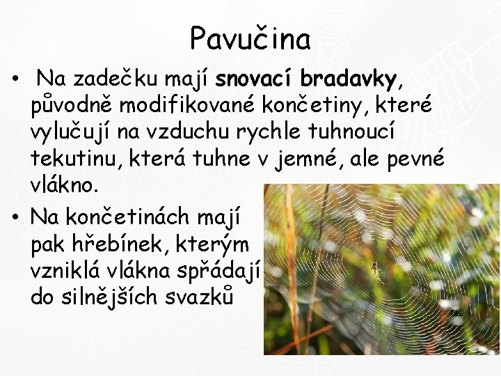 Pavučina • Na zadečku mají snovací bradavky, původně modifikované končetiny, které vylučují na vzduchu