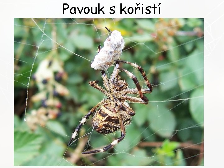 Pavouk s kořistí 