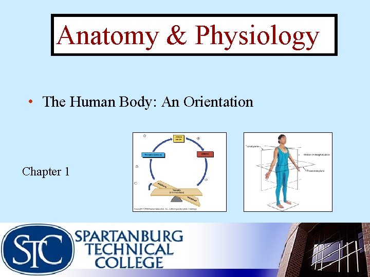 Anatomy & Physiology • The Human Body: An Orientation Chapter 1 