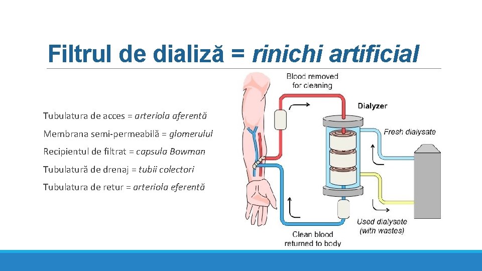 Filtrul de dializă = rinichi artificial Tubulatura de acces = arteriola aferentă Membrana semi-permeabilă Filtrul de dializă = rinichi artificial Tubulatura de acces = arteriola aferentă Membrana semi-permeabilă
