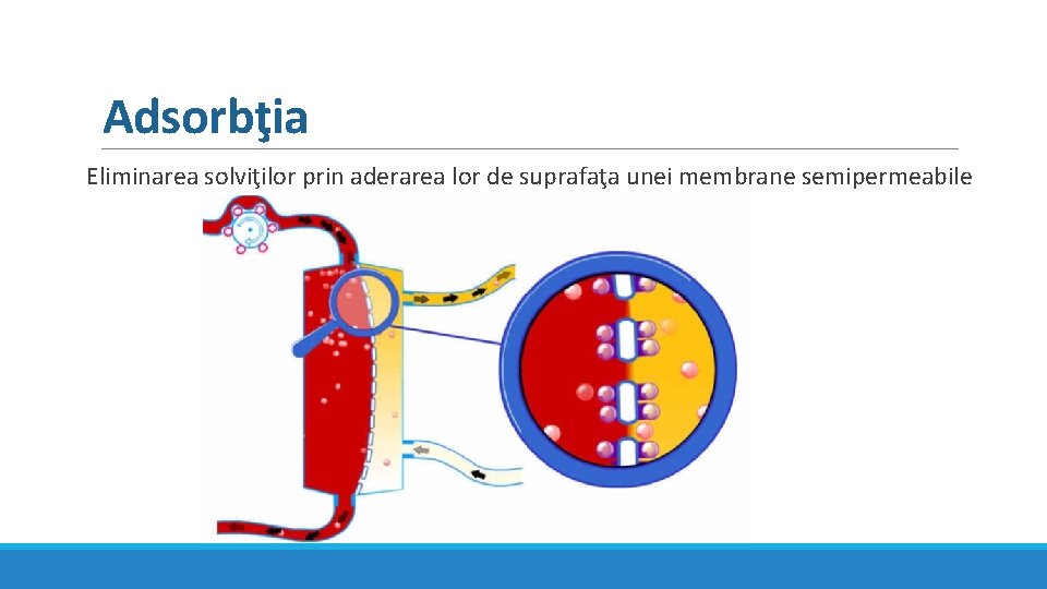 Adsorbţia Eliminarea solviţilor prin aderarea lor de suprafaţa unei membrane semipermeabile Adsorbţia Eliminarea solviţilor prin aderarea lor de suprafaţa unei membrane semipermeabile