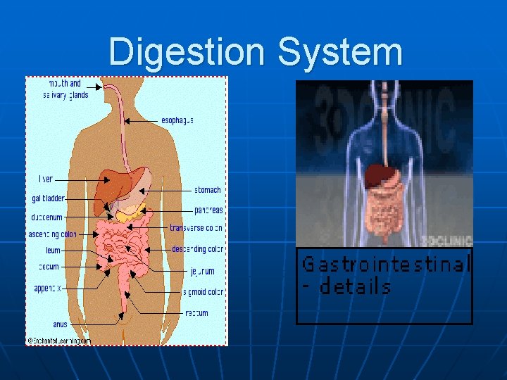Digestion System 