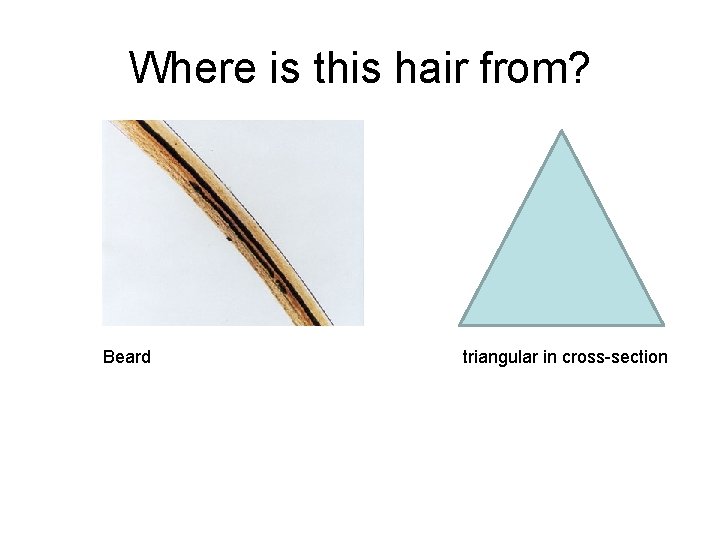 Where is this hair from? Beard triangular in cross-section 