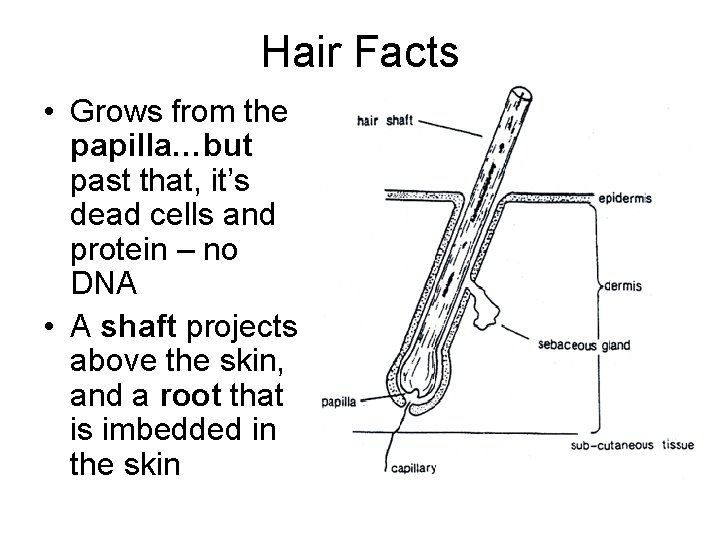 Hair Facts • Grows from the papilla…but past that, it’s dead cells and protein