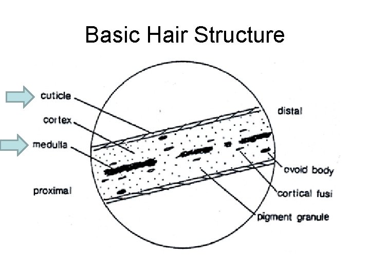 Basic Hair Structure 
