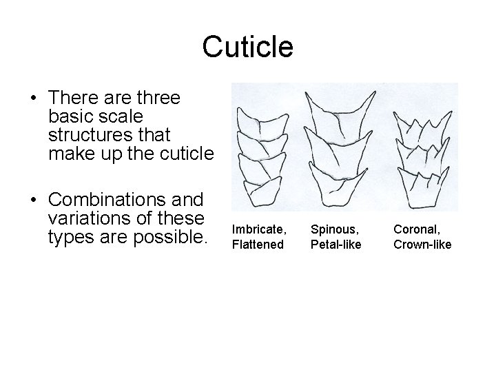 Cuticle • There are three basic scale structures that make up the cuticle •