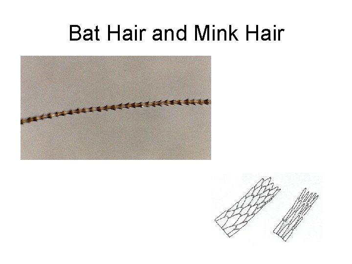 Bat Hair and Mink Hair 