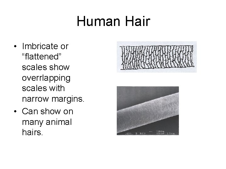 Human Hair • Imbricate or “flattened” scales show overrlapping scales with narrow margins. •