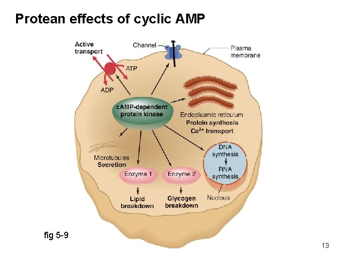 Protean effects of cyclic AMP fig 5 -9 13 