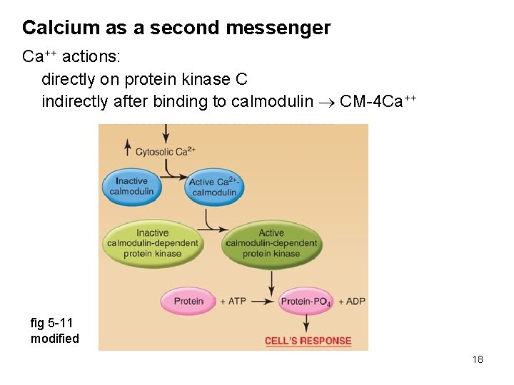Calcium as a second messenger Ca++ actions: directly on protein kinase C indirectly after
