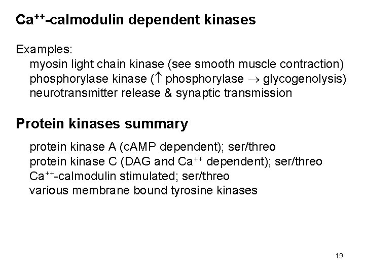 Ca++-calmodulin dependent kinases Examples: myosin light chain kinase (see smooth muscle contraction) phosphorylase kinase