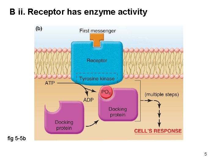 B ii. Receptor has enzyme activity fig 5 -5 b 5 