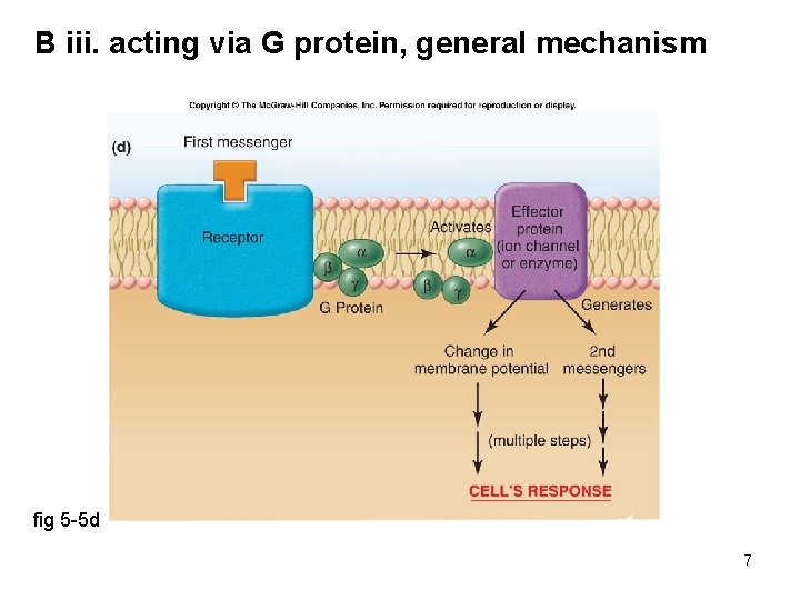 B iii. acting via G protein, general mechanism fig 5 -5 d 7 
