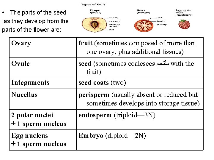  • The parts of the seed as they develop from the parts of