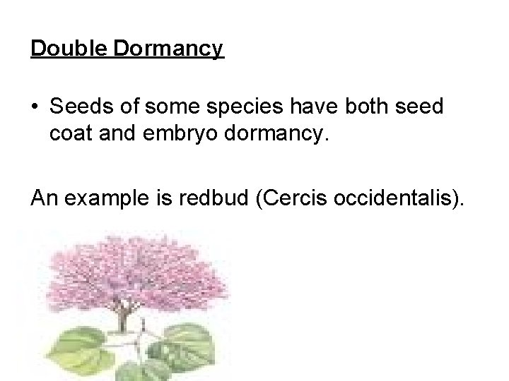 Double Dormancy • Seeds of some species have both seed coat and embryo dormancy.