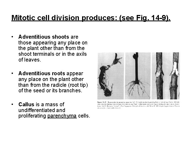 Mitotic cell division produces: (see Fig. 14 -9). • Adventitious shoots are those appearing