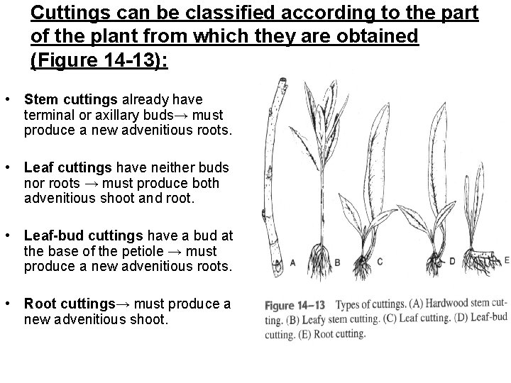 Cuttings can be classified according to the part of the plant from which they