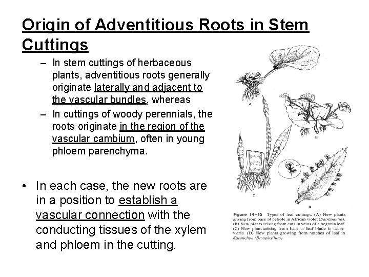 Origin of Adventitious Roots in Stem Cuttings – In stem cuttings of herbaceous plants,