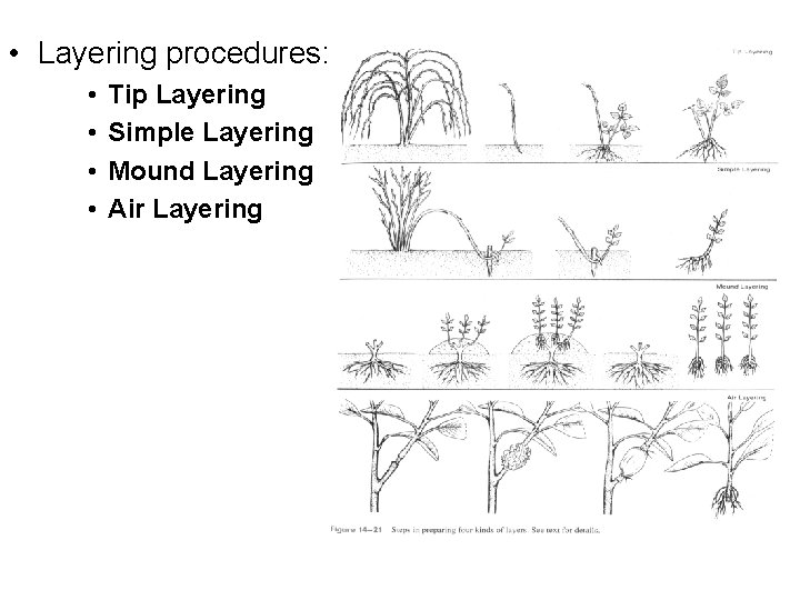  • Layering procedures: • • Tip Layering Simple Layering Mound Layering Air Layering