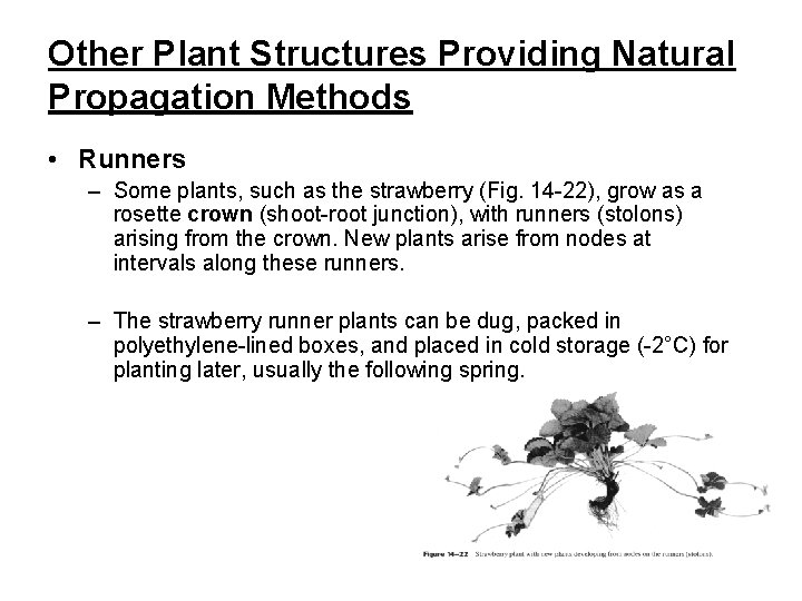 Other Plant Structures Providing Natural Propagation Methods • Runners – Some plants, such as