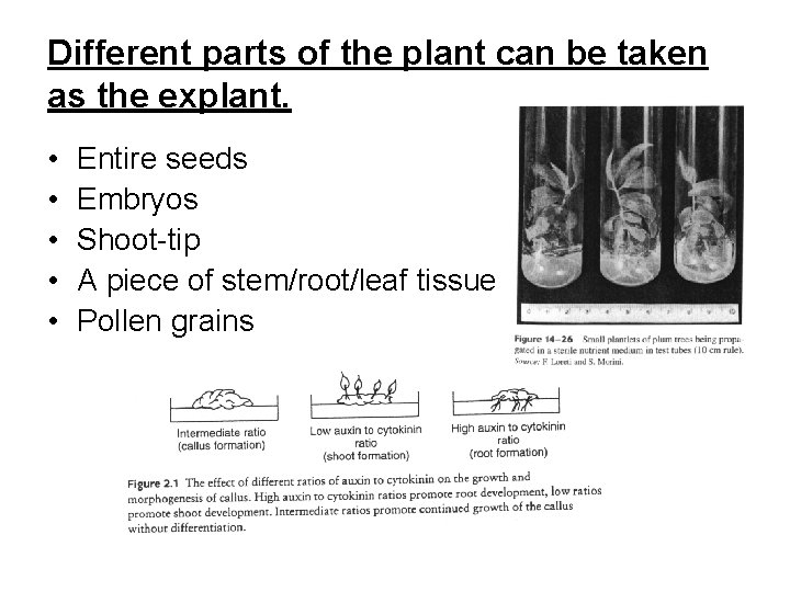 Different parts of the plant can be taken as the explant. • • •