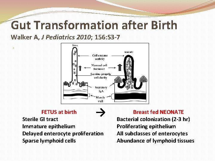 Gut Transformation after Birth Walker A, J Pediatrics 2010; 156: S 3 -7 o