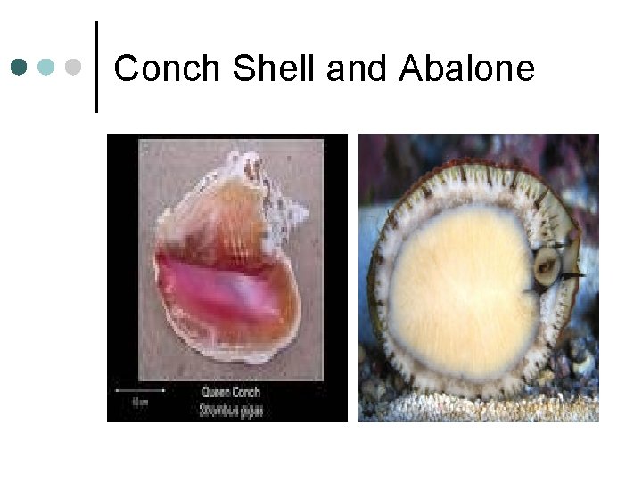 Phylum Mollusca Includes clams snails slugs squids and