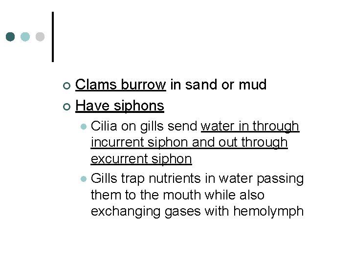 Clams burrow in sand or mud ¢ Have siphons ¢ Cilia on gills send