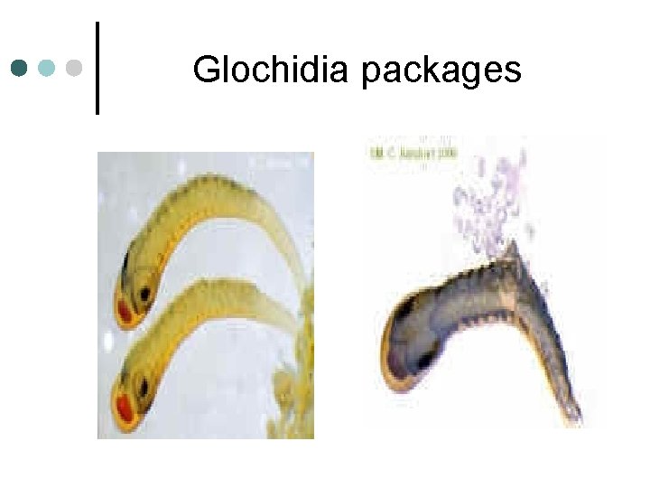 Glochidia packages 