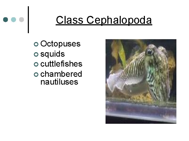 Class Cephalopoda ¢ Octopuses ¢ squids ¢ cuttlefishes ¢ chambered nautiluses 