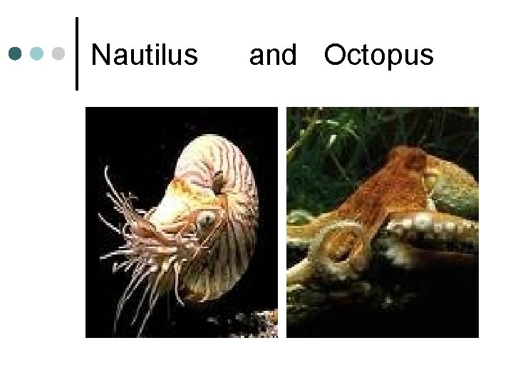 Nautilus and Octopus 