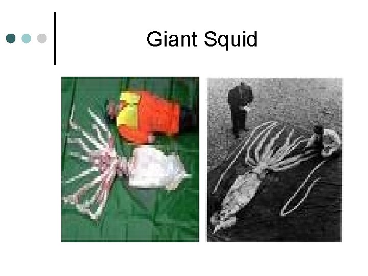 Phylum Mollusca Includes clams snails slugs squids and