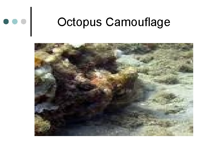 Octopus Camouflage 