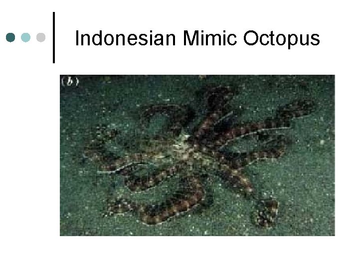 Indonesian Mimic Octopus 