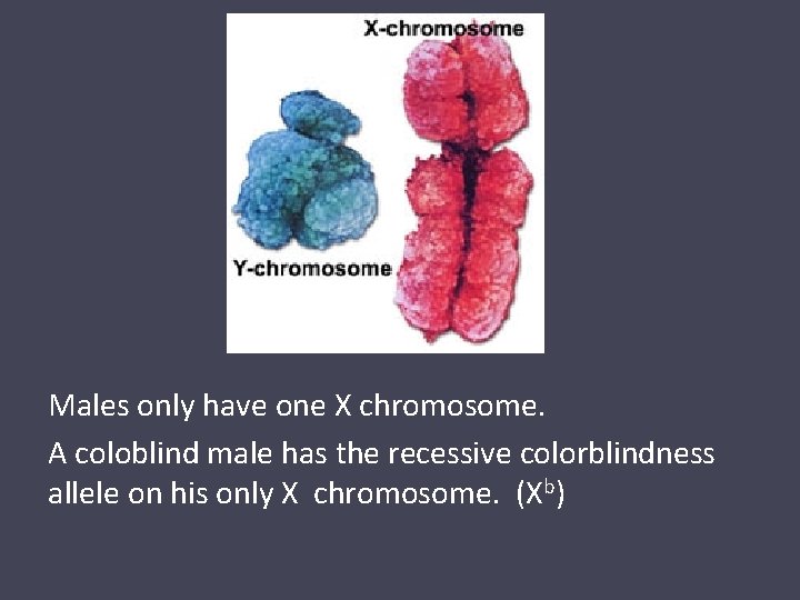 Males only have one X chromosome. A coloblind male has the recessive colorblindness allele