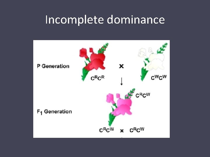 Incomplete dominance 