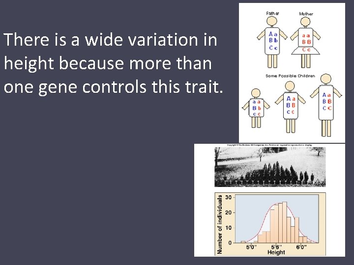 There is a wide variation in height because more than one gene controls this