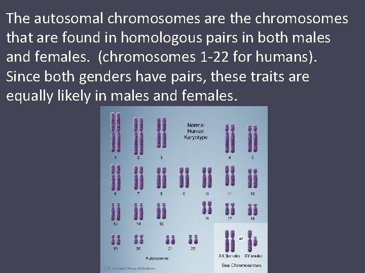 The autosomal chromosomes are the chromosomes that are found in homologous pairs in both