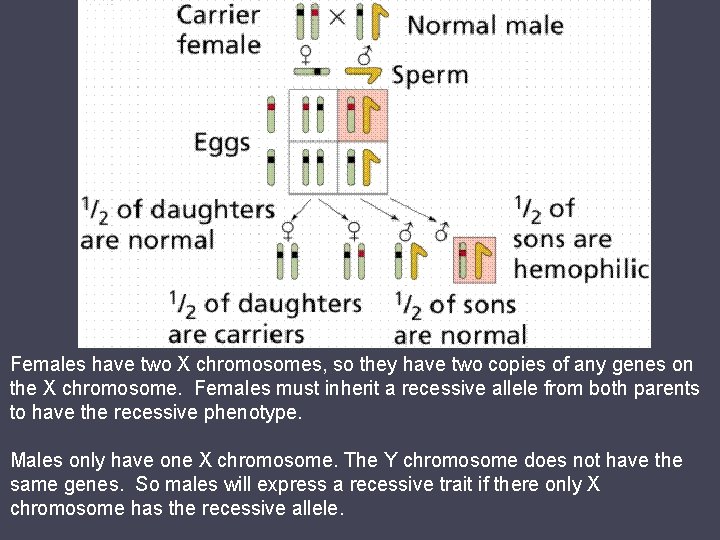 Females have two X chromosomes, so they have two copies of any genes on