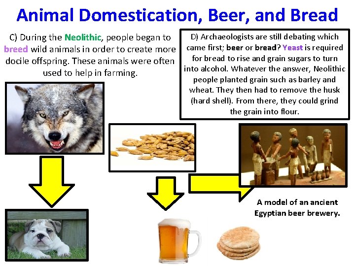 Animal Domestication, Beer, and Bread D) Archaeologists are still debating which C) During the