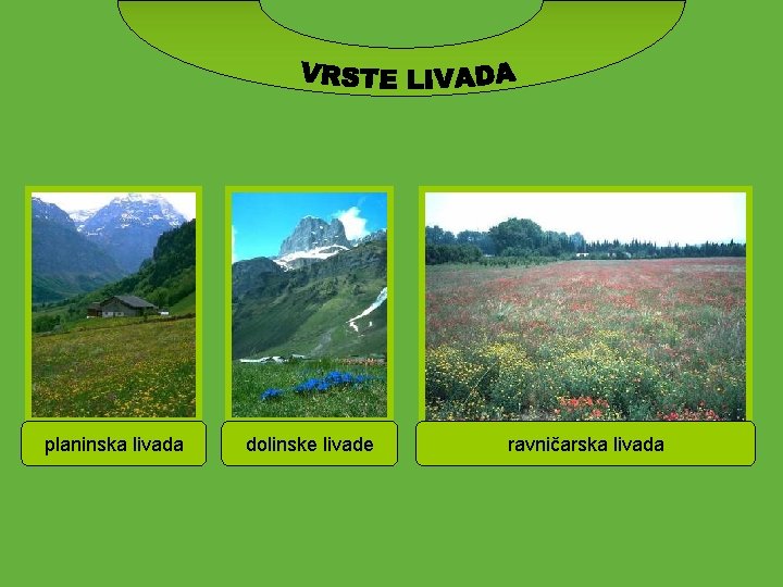 planinska livada dolinske livade ravničarska livada 