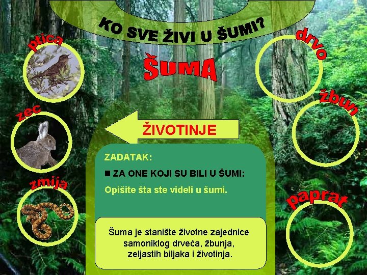 ŽIVOTINJE ZADATAK: ZA ONE KOJI SU BILI U ŠUMI: Opišite šta ste. BILJKE videli