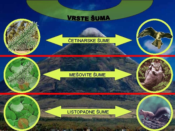 ČETINARSKE ŠUME MEŠOVITE ŠUME LISTOPADNE ŠUME 