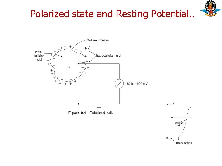 Polarized state and Resting Potential. . 