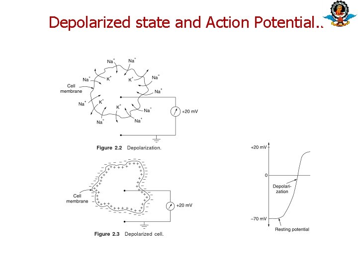 Depolarized state and Action Potential. . 
