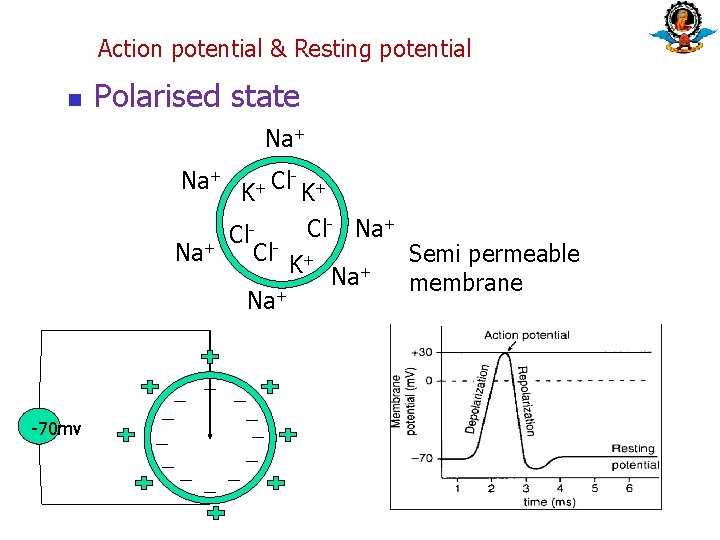 Action potential & Resting potential n Polarised state Na+ K+ Cl- Na+ Cl- +