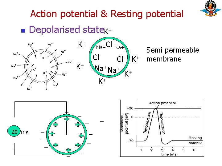 Action potential & Resting potential n Depolarised state. K+ K+ K+ 20 mv Na+Cl
