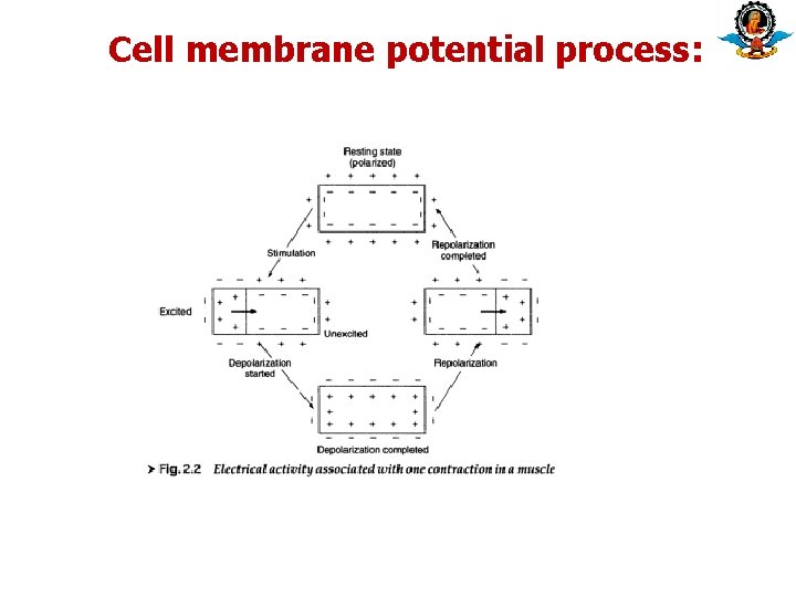 Cell membrane potential process: 