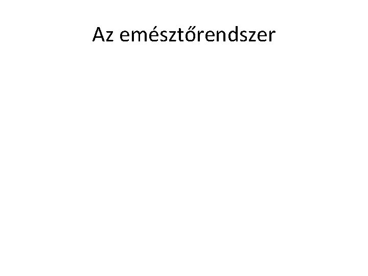 Az emésztőrendszer 