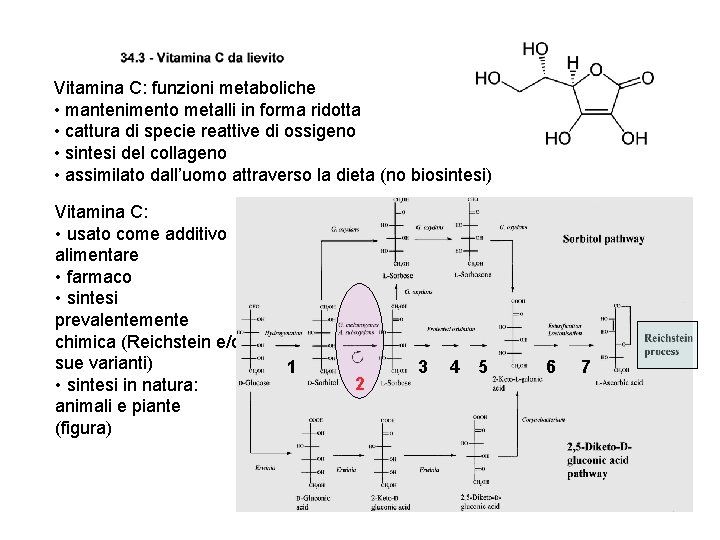 Vitamina C: funzioni metaboliche • mantenimento metalli in forma ridotta • cattura di specie